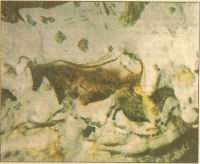 Lascaux, Bovide